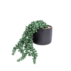Hoze Landscaping Shop -Hoze Landscaping Shop 12cm string of pearls artificial plant in black ceramic pot5010795682591 02c bq