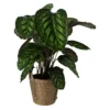 Calathea In 19cm Natural Cattail & Plastic Decorative Pot 2 Calathea In 19cm Natural Cattail & Plastic Decorative Pot -Hoze Landscaping Shop calathea in 19cm natural cattail plastic decorative pot5059340126906 02c