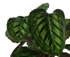 Calathea In 19cm Natural Cattail & Plastic Decorative Pot 5 Calathea In 19cm Natural Cattail & Plastic Decorative Pot -Hoze Landscaping Shop calathea in 19cm natural cattail plastic decorative pot5059340126906 36c