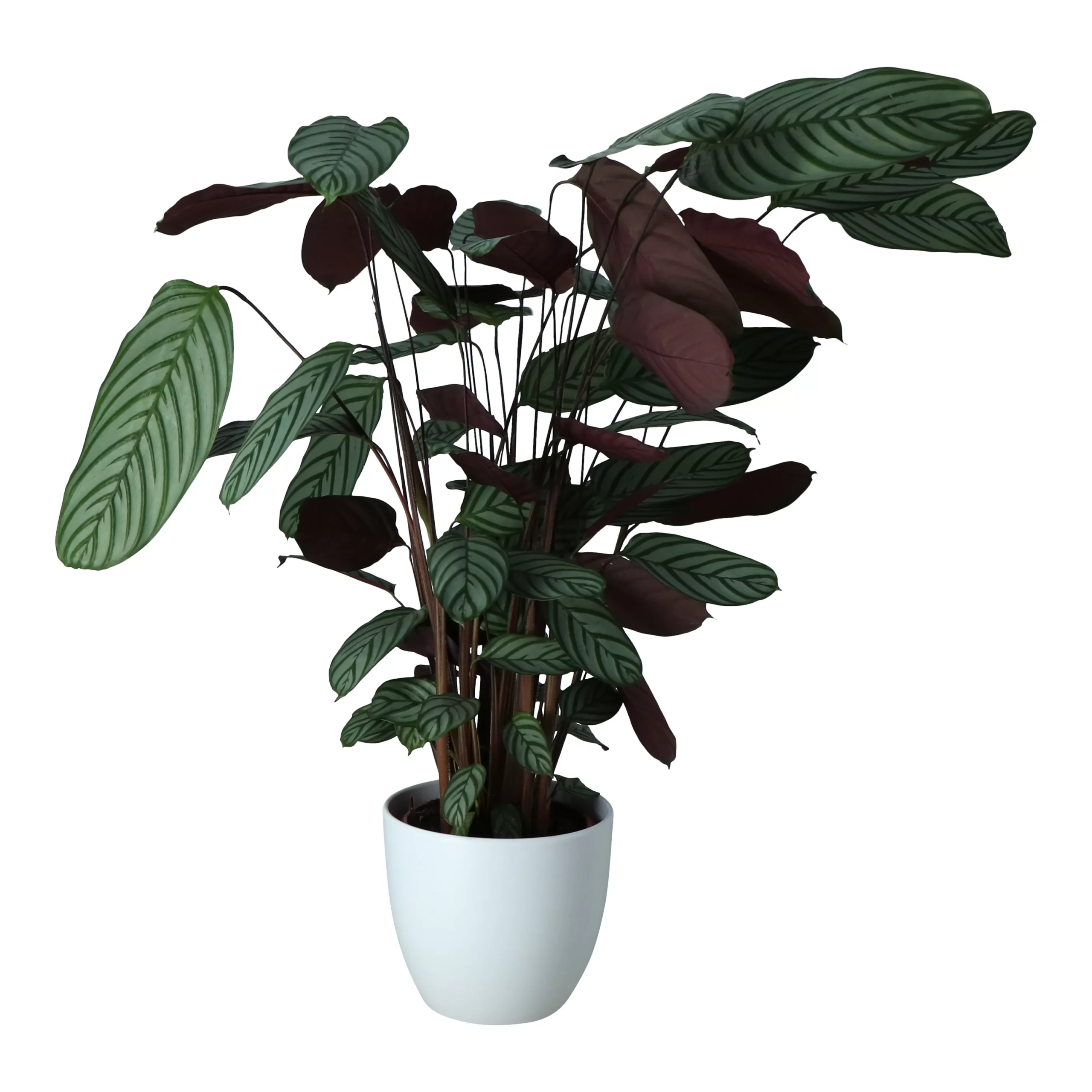 Dragon Tree In 24cm Assorted Ceramic Decorative Pot 3 Dragon Tree In 24cm Assorted Ceramic Decorative Pot