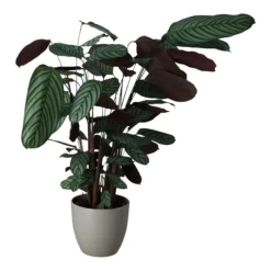 Dragon Tree In 24cm Assorted Ceramic Decorative Pot 6 Dragon Tree In 24cm Assorted Ceramic Decorative Pot -Hoze Landscaping Shop dragon tree in 24cm assorted ceramic decorative pot5059340827858 21c