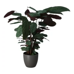 Dragon Tree In 24cm Assorted Ceramic Decorative Pot 7 Dragon Tree In 24cm Assorted Ceramic Decorative Pot -Hoze Landscaping Shop dragon tree in 24cm assorted ceramic decorative pot5059340827858 22c