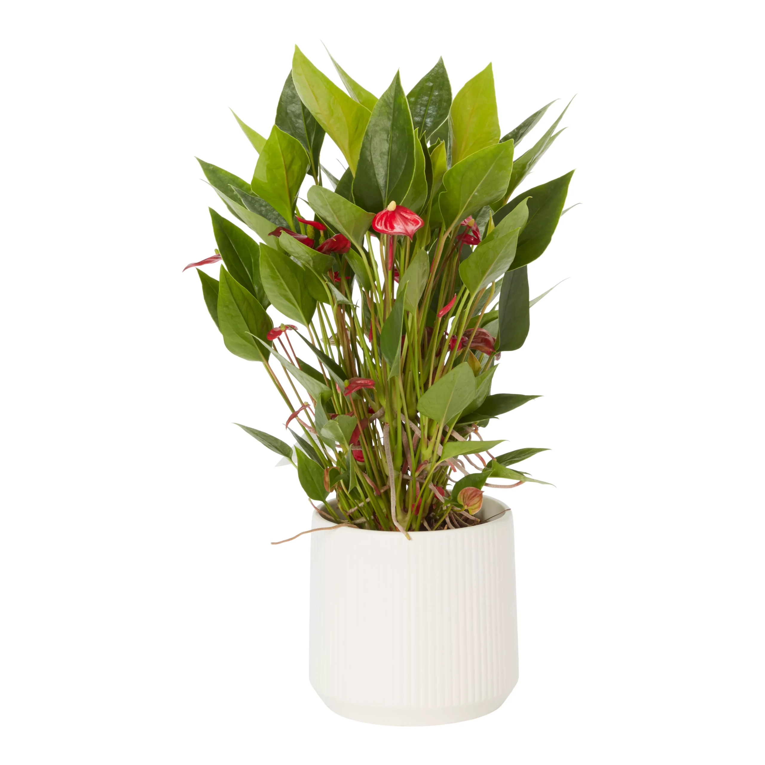 Flamingo Flower White Crackle Ceramic Decorative Pot 3 Flamingo Flower White Crackle Ceramic Decorative Pot