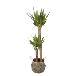 GoodHome Black Seagrass Herringbone Circular Plant Pot (Dia)21cm 6 GoodHome Black Seagrass Herringbone Circular Plant Pot (Dia)21cm -Hoze Landscaping Shop goodhome black seagrass herringbone circular plant pot dia 21cm3663602442509 21c bq