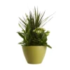 Houseplant Arrangement In 17cm Assorted Ceramic Pot -Hoze Landscaping Shop houseplant arrangement in 17cm assorted ceramic pot3663602497318 02c bq