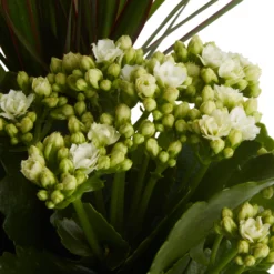 Houseplant Arrangement In 17cm Assorted Ceramic Pot -Hoze Landscaping Shop houseplant arrangement in 17cm assorted ceramic pot3663602497318 36c bq