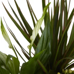 Houseplant Arrangement In 17cm Assorted Ceramic Pot -Hoze Landscaping Shop houseplant arrangement in 17cm assorted ceramic pot3663602497318 37c bq