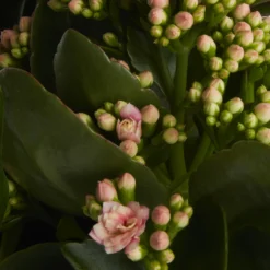 Houseplant Arrangement In 17cm Assorted Ceramic Pot -Hoze Landscaping Shop houseplant arrangement in 17cm assorted ceramic pot3663602497318 38c bq