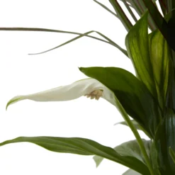 Houseplant Arrangement In 17cm Assorted Ceramic Pot -Hoze Landscaping Shop houseplant arrangement in 17cm assorted ceramic pot3663602497318 39c bq