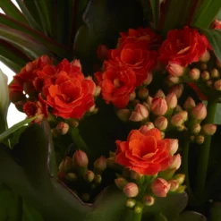 Houseplant Arrangement In 17cm Assorted Ceramic Pot -Hoze Landscaping Shop houseplant arrangement in 17cm assorted ceramic pot3663602497318 40c bq