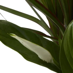 Houseplant Arrangement In 17cm Assorted Ceramic Pot -Hoze Landscaping Shop houseplant arrangement in 17cm assorted ceramic pot3663602497318 41c bq