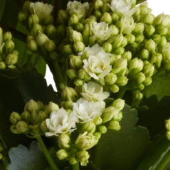 Houseplant Arrangement In 17cm Assorted Ceramic Pot -Hoze Landscaping Shop houseplant arrangement in 17cm assorted ceramic pot3663602497318 42c bq