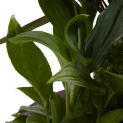 Houseplant Arrangement In 17cm Assorted Ceramic Pot -Hoze Landscaping Shop houseplant arrangement in 17cm assorted ceramic pot3663602497318 43c bq