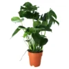 Monstera In 19cm Terracotta Plastic Grow Pot 2 Monstera In 19cm Terracotta Plastic Grow Pot -Hoze Landscaping Shop monstera in 19cm terracotta plastic grow pot5059340127033 02c