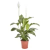 Peace Lily In 21cm Terracotta Plastic Grow Pot -Hoze Landscaping Shop peace lily in 21cm terracotta plastic grow pot3663602462651 02c bq