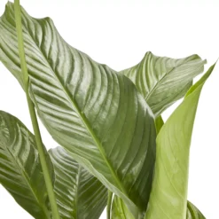 Peace Lily In 21cm Terracotta Plastic Grow Pot -Hoze Landscaping Shop peace lily in 21cm terracotta plastic grow pot3663602462651 36c bq