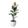 Rubber Plant In 24cm Assorted Ceramic Decorative Pot -Hoze Landscaping Shop rubber plant in 24cm assorted ceramic decorative pot5059340827810 02c
