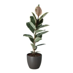 Rubber Plant In 24cm Assorted Ceramic Decorative Pot 7 Rubber Plant In 24cm Assorted Ceramic Decorative Pot -Hoze Landscaping Shop rubber plant in 24cm assorted ceramic decorative pot5059340827810 22c