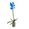 Single Stem Blue Moth Orchid In 12cm Clear Plastic Grow Pot -Hoze Landscaping Shop single stem blue moth orchid in 12cm clear plastic grow pot3663602462927 02c bq