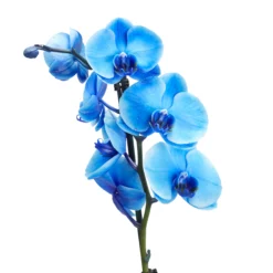Single Stem Blue Moth Orchid In 12cm Clear Plastic Grow Pot -Hoze Landscaping Shop single stem blue moth orchid in 12cm clear plastic grow pot3663602462927 36c bq