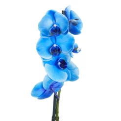 Single Stem Blue Moth Orchid In 12cm Clear Plastic Grow Pot -Hoze Landscaping Shop single stem blue moth orchid in 12cm clear plastic grow pot3663602462927 37c bq