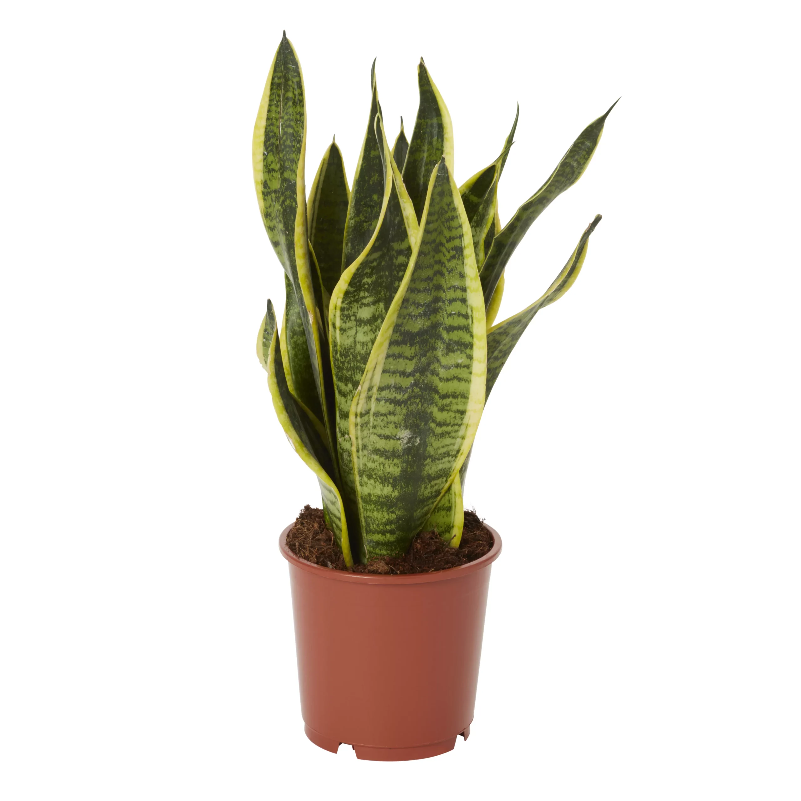 Snake Plant In 14cm Terracotta Plastic Grow Pot 3 Snake Plant In 14cm Terracotta Plastic Grow Pot