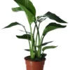 Strelitzia In 17cm Terracotta Plastic Grow Pot -Hoze Landscaping Shop strelitzia in 17cm terracotta plastic grow pot5059340224374 02c