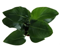 Strelitzia In 17cm Terracotta Plastic Grow Pot -Hoze Landscaping Shop strelitzia in 17cm terracotta plastic grow pot5059340224374 36c