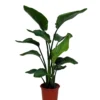 Strelitzia In 21cm Terracotta Plastic Grow Pot 2 Strelitzia In 21cm Terracotta Plastic Grow Pot -Hoze Landscaping Shop strelitzia in 21cm terracotta plastic grow pot5059340224404 02c