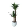 Yucca In 24cm Assorted Ceramic Decorative Pot -Hoze Landscaping Shop yucca in 24cm assorted ceramic decorative pot5059340832647 02c