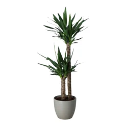 Yucca In 24cm Assorted Ceramic Decorative Pot -Hoze Landscaping Shop yucca in 24cm assorted ceramic decorative pot5059340832647 21c