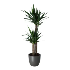 Yucca In 24cm Assorted Ceramic Decorative Pot -Hoze Landscaping Shop yucca in 24cm assorted ceramic decorative pot5059340832647 22c