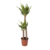 Yucca In 24cm Terracotta Plastic Grow Pot -Hoze Landscaping Shop yucca in 24cm terracotta plastic grow pot3663602462392 02c bq