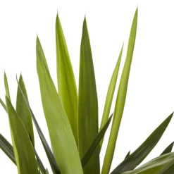 Yucca In 24cm Terracotta Plastic Grow Pot 5 Yucca In 24cm Terracotta Plastic Grow Pot -Hoze Landscaping Shop yucca in 24cm terracotta plastic grow pot3663602462392 36c bq