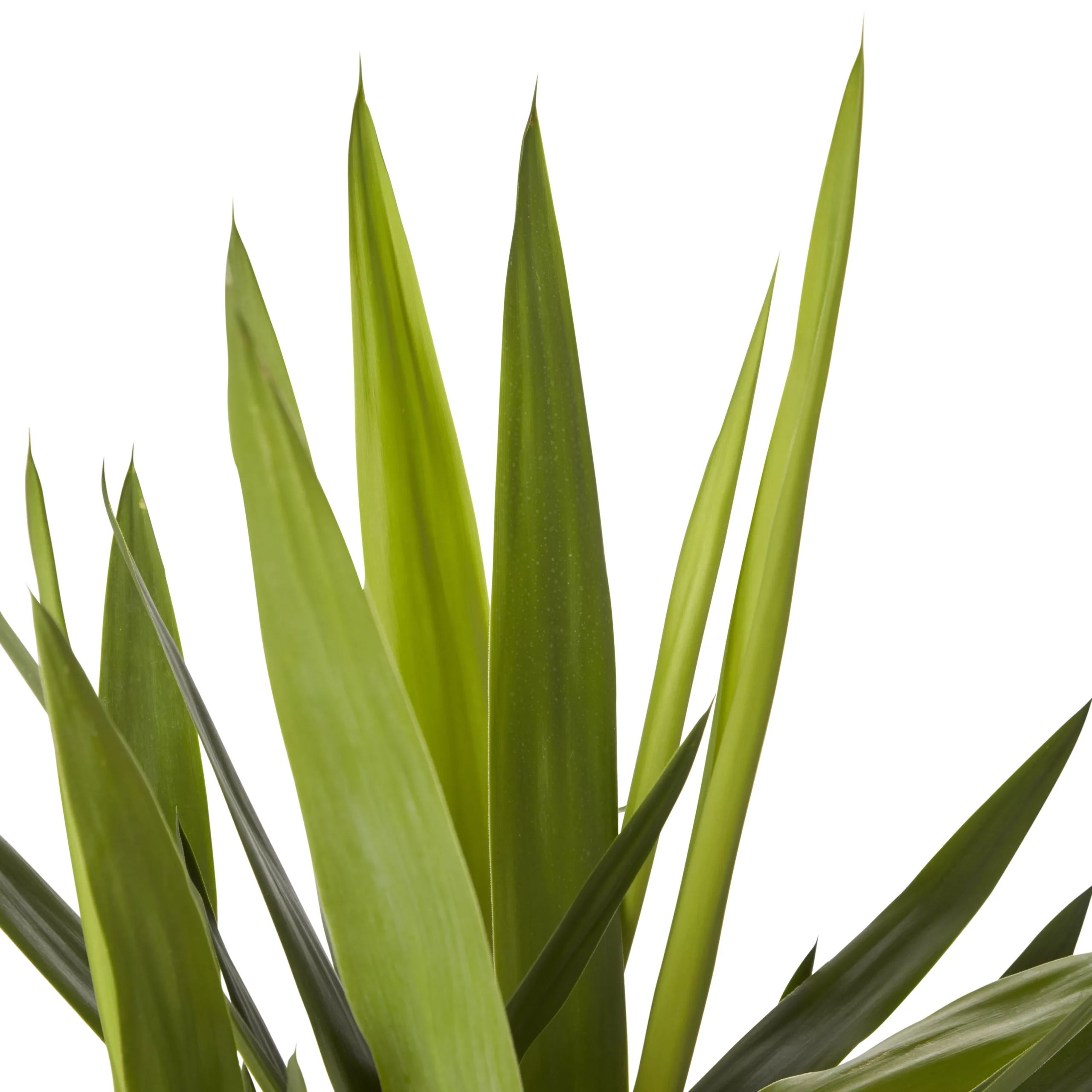 Yucca In 24cm Terracotta Plastic Grow Pot 4 Yucca In 24cm Terracotta Plastic Grow Pot - Image 2